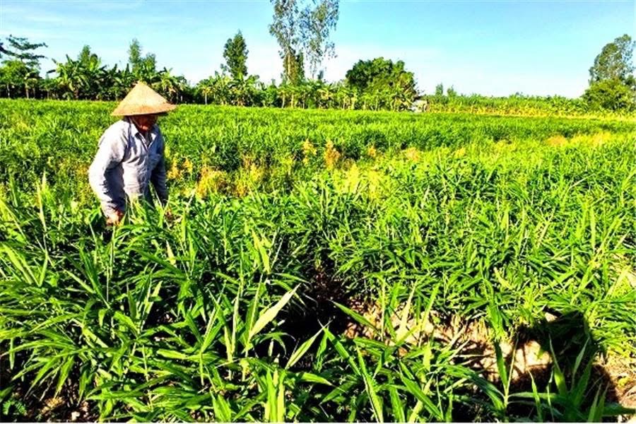 ☘️Vùng nguyên liệu gừng đạt chuẩn OCOP (one commune one product of Vietnam)